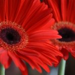 Gerbera