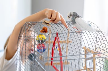 dziewczynka z papuga siedzącą na klatce